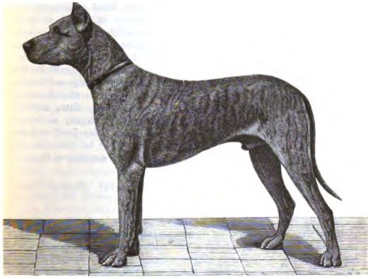 Deutschen Doggen Club 1888 e. V.