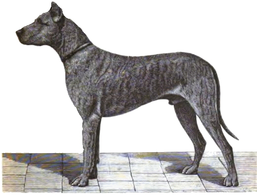 Deutschen Doggen Club 1888 e. V.