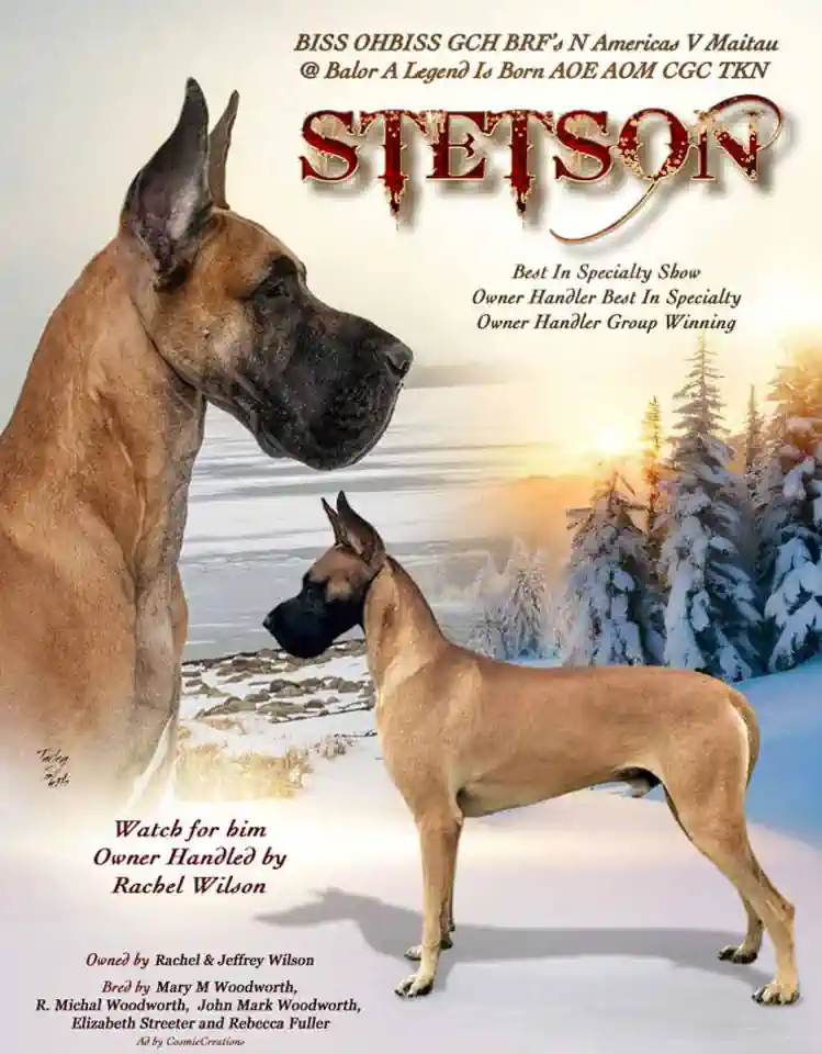 Great Dane review flipbook Mar 2025