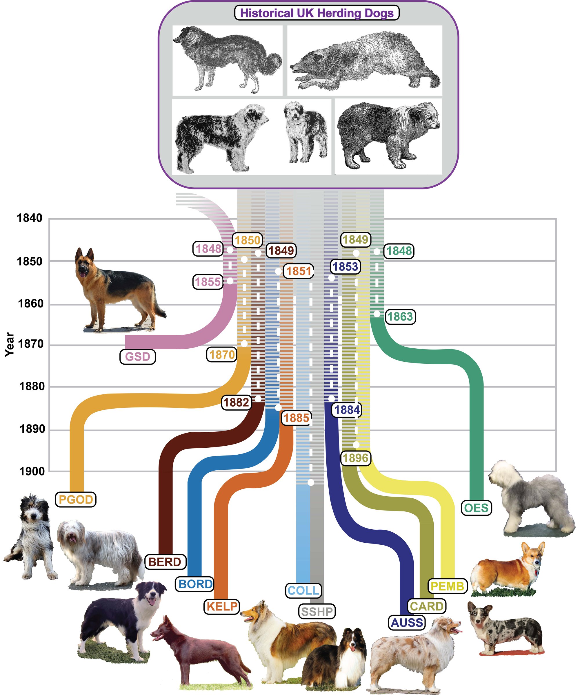 herding